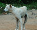 Stray dogs attack woman at Bhandaribettu; hospitalized